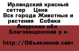 Ирландский красный сеттер. › Цена ­ 30 000 - Все города Животные и растения » Собаки   . Амурская обл.,Благовещенский р-н